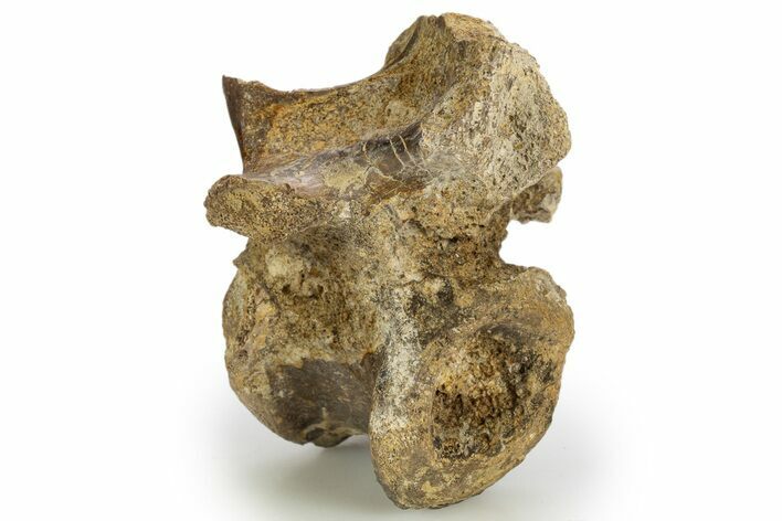 Triassic Fossil Synapsid (Dimetrodon) Vertebra - Texas #315766